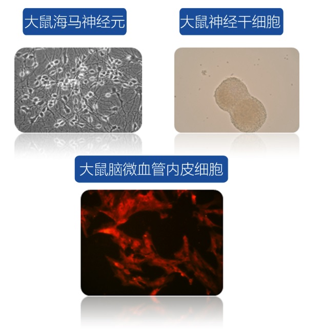  细胞分离培养